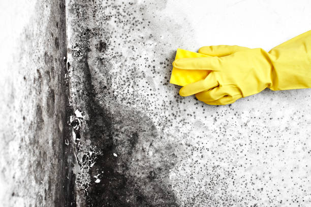 Elmo, TX Mold Remediation Company