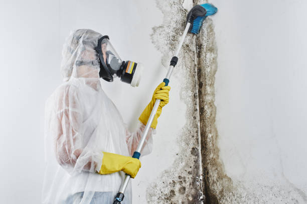 Best Mold Testing and Inspection Services in Elmo, TX