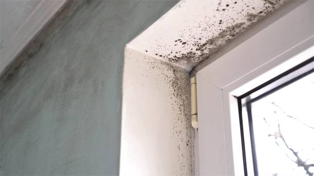 Best Localized Mold Remediation (e.g., coastal areas, humid climates) in Elmo, TX
