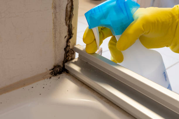 Best Bathroom Mold Remediation in Elmo, TX