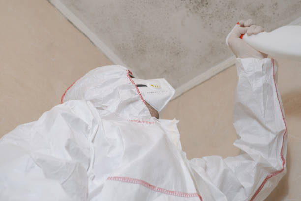 Best Mold Remediation for Specific Building Types in Elmo, TX