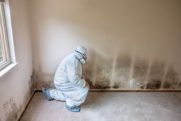 Best Post-Flood Mold Remediation in Elmo, TX