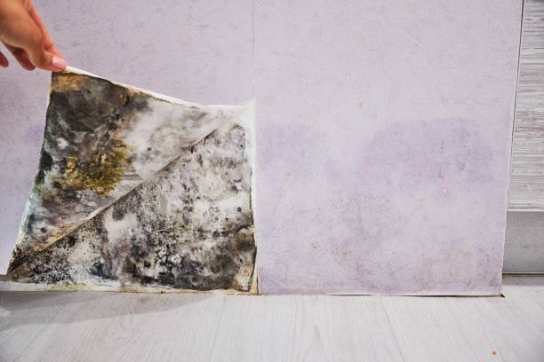 Best Insurance-Related Mold Remediation in Elmo, TX